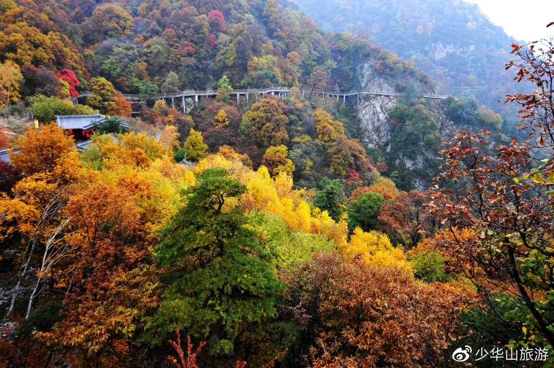 賞紅葉，赢大(dà)獎！少華山第十二屆紅葉節驚喜不斷，福利多(duō)多(duō)！(圖4)