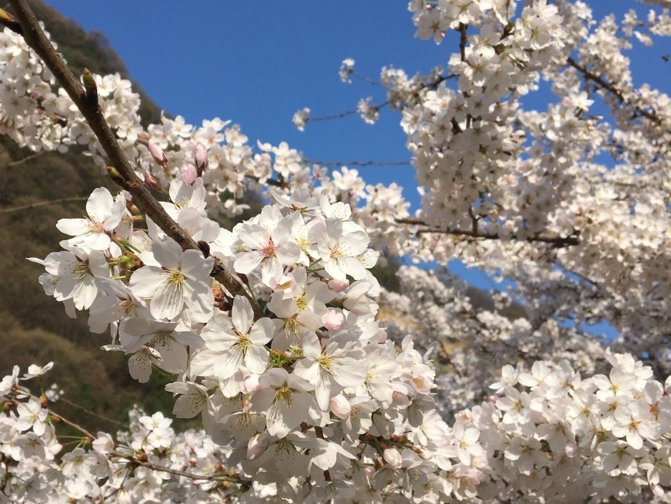 你在那裏看沙塵，我在少華賞春花(圖4)