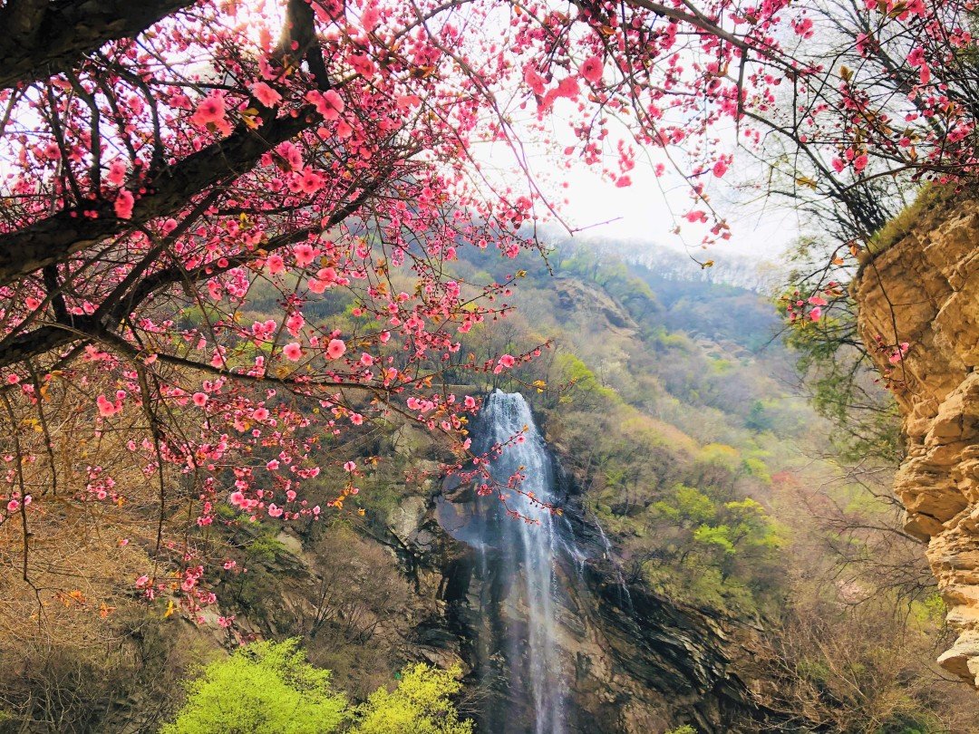 你在那裏看沙塵，我在少華賞春花(圖9)