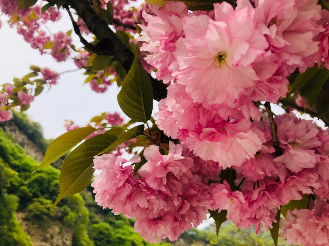 你在那裏看沙塵，我在少華賞春花(圖10)