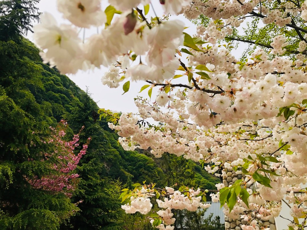 你在那裏看沙塵，我在少華賞春花(圖11)