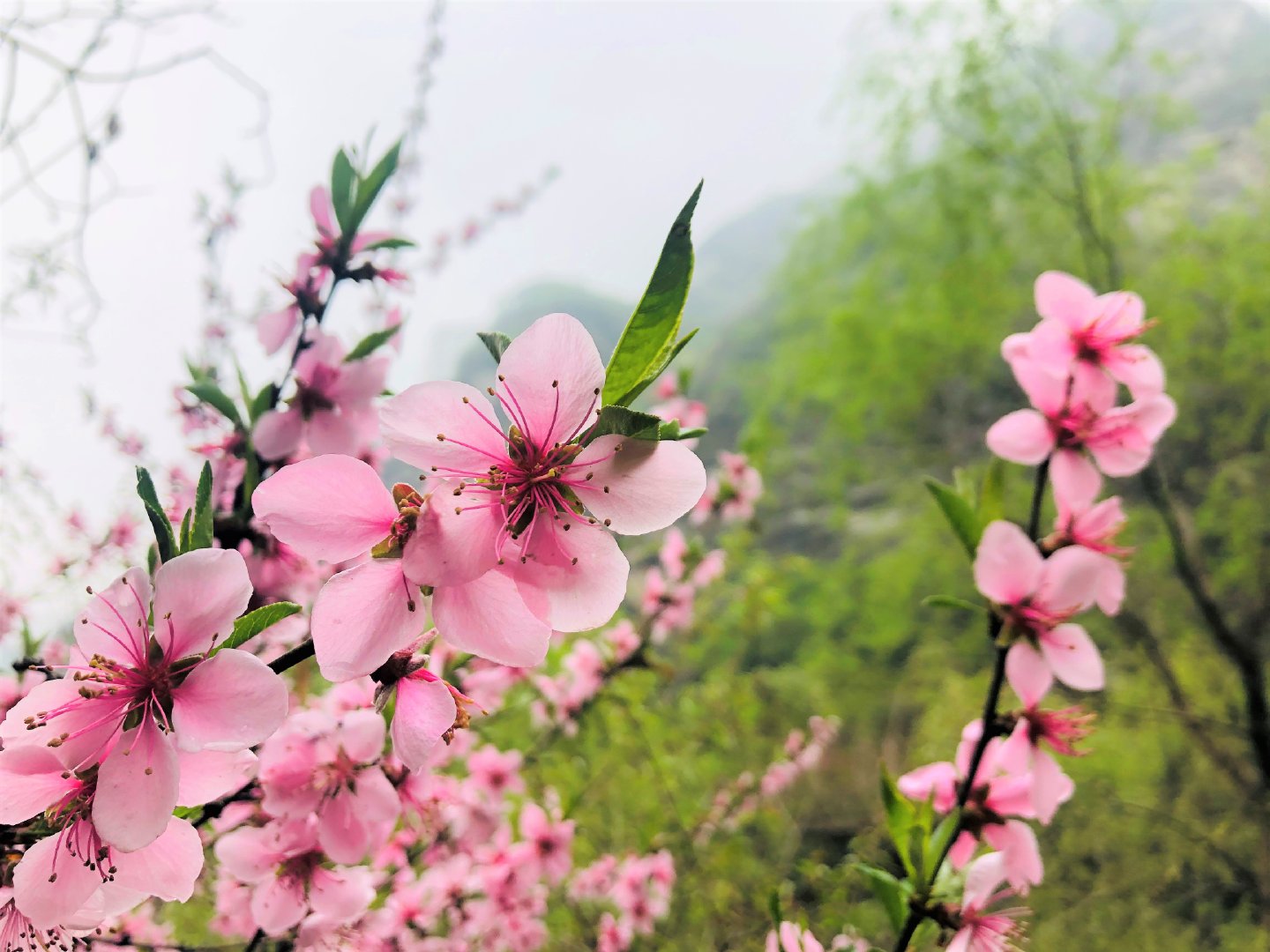 你在那裏看沙塵，我在少華賞春花(圖12)