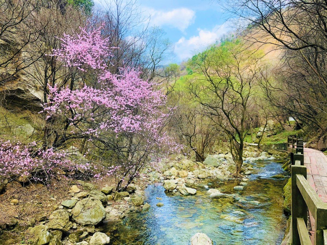 你在那裏看沙塵，我在少華賞春花(圖13)